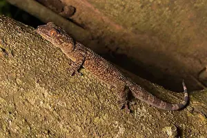 East Africa Prints: Velvet gecko (Blaesodactylus ambonihazo)