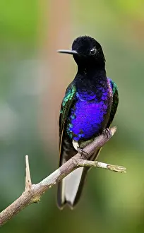Birdwatching Prints: Velvet-purple Coronet (Boissonneaua jardini). Carmen de Atrato, Choco