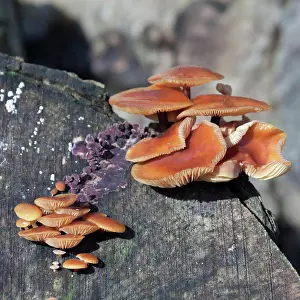 Stump Prints: Velvet Shank Fungi (Flammulina velutipes) growing on an old tree stump
