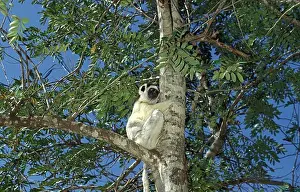 Sifaka Prints: Verreaux'S Sifaka Propithecus Verreauxi