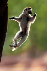 Leaping Prints: Verreaux's sifaka (Propithecus verreauxi) leaping from a tree in spiny forest