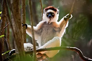 Sifaka Prints: Verreaux's sifaka (Propithecus verreauxi) in relaxed posture in forest understory