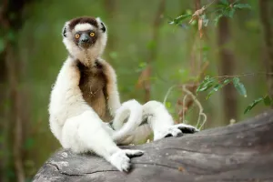 Sifaka Prints: Verreaux's sifaka (Propithecus verreauxi) sitting on a log in a forest