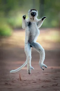 Sifaka Prints: Verreaux's sifaka (Propithecus verreauxi) skipping across open space in spiny forest