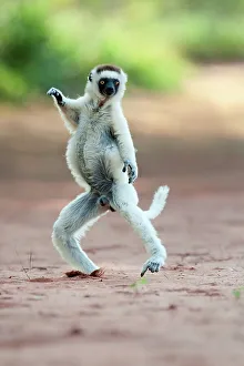 Sifaka Prints: Verreaux's sifaka (Propithecus verreauxi) skipping across open space in spiny forest