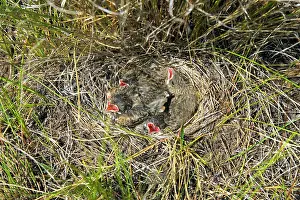 British Columbia Prints: Vesper sparrow Pooecetes gramineus chicks in their nest in the grasslands of British Columbia