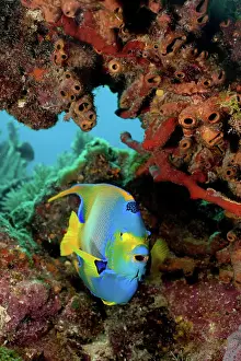 Biodiversity Prints: Vibrant angelfish exploring the coral reef
