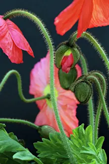 Petal Prints: Vibrant Iceland Poppy Blossoms and Buds Against A Dark Background