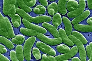 Infectious Prints: Vibrio vulnificus Bacteria