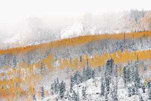 Utah Prints: View over aspen forests in autumn