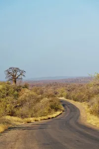 Adansonia Digitata Prints: View of Baobab Hill is just to the west of the H1-8 that links Punda Maria Camp to the Pafuri area in the north of