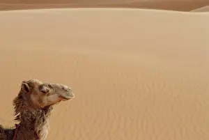 San D Prints: Side view of camel in Erg Chebbi, Morocco