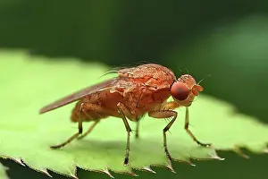 Matures Prints: Side view of a dung fly (Scathophagidae) on a leaf