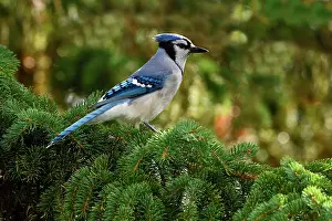 Perch Prints: A side view of an eastern Blue Jay