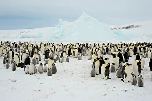 Antarctic Prints: View of an Emperor penguin (Aptenodytes forsteri)