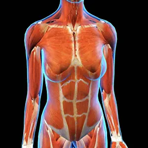 Limb Prints: Front view of Female Chest and Abdominal Muscles Anatomy in Blue X-Ray outline