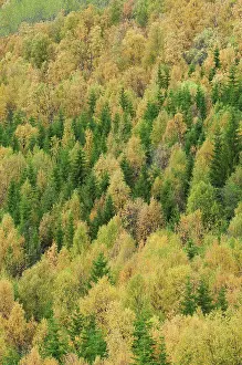 Finland Prints: View of forest habitat with conifer and birch trees in autumn colour
