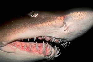 Dangerous Prints: Side View of the Head of a Sand Tiger Shark