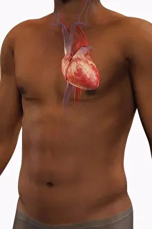 Upper Body Prints: Front view of a male figure of African ethnicity with the heart and major vessels within the chest