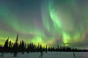 Glow Prints: View Of Northern Lights And Spruce Trees In Broad Pass, Southcentral Alaska, Winter