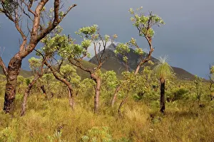 Australasia Prints: View of open scrub woodland with Black Gin (Kingia australis)