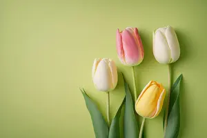 India Prints: Top view photo of pink yellow and white tulips, Generative AI