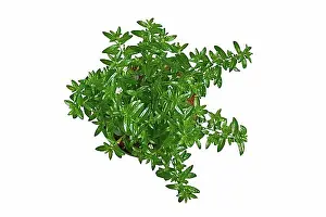 Exterior Photograph Prints: Top view of potted Cuphea Hyssopifolia plant with small white flowers on white background