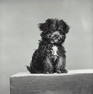 Staring Prints: Front view of puppy sitting