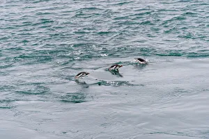 Seabird Prints: View from ship of Gentoo penguins (Pygoscelis papua) purposing in front of Yankee Harbor