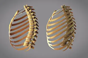 Full Length Prints: Side view of skeletal structures of the thoracic with and without rib cage partially removed