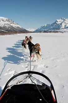 Recreation Prints: View from the sled while dog mushing up the North Fork of the Koyukuk River in Gates of the Arctic National Park &