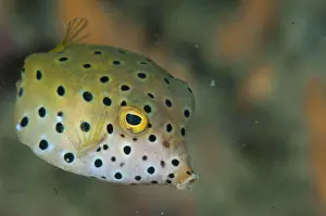 Under Water Prints: A side view of a small sub-adult Yellow Boxfish