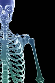Shoulder Prints: Front view of stylized bones of the shoulder joint, ribcage and upper left arm
