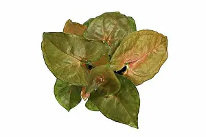 Studio Shots Prints: Top view of tropical Syngonium Podophyllum Bronze Maria houseplant with red