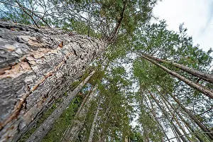 Coniferales Prints: View upwards Duck pine in the forest, Bad Wildbad, Black Forest, Germany, Europe