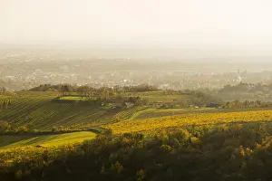 District Prints: View to Vienna vineyards from mountain Leopoldsberg, Austria, Vienna, Danube City
