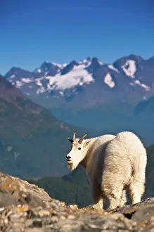 Toughness Prints: View of a young billy goat standing on a mountain ridge near Exit Glacier