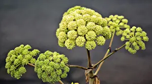 Vegetable Prints: Views of Angelica Archangelica, Iceland