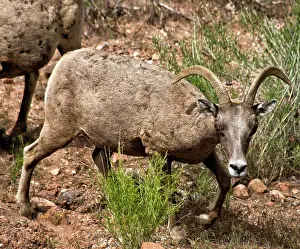 Utah Prints: Views of Desert Big Horn Sheep in Zion National PArk in Utah