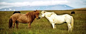 Breed Prints: Views of the Icelandic Horse, Iceland