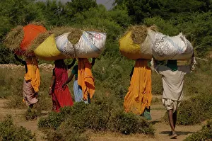 Carry Prints: Village women carrying dried sticks home for fire wood