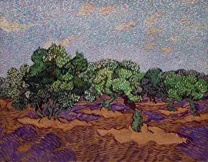 Post Impressionism Prints: Vincent van Gogh; Dutch; Zundert 1853-1890 Auvers-sur-Oise; Olive Trees; 1889; Oil on canvas