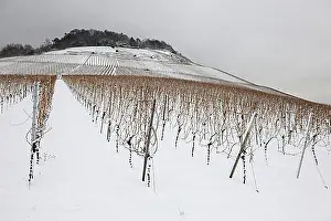 Vineyard Prints: Vineyard in winter, near Korb, Baden-Wuerttemberg, Germany, Europe