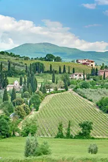 Farm Prints: Vineyards on a Hillside