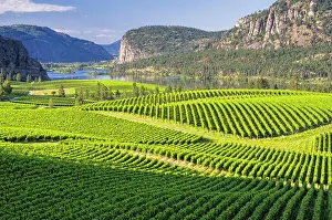 Viticulture Prints: Vineyards, Okanagan river and McIntyre Bluff between Okanagan Falls and Oliver