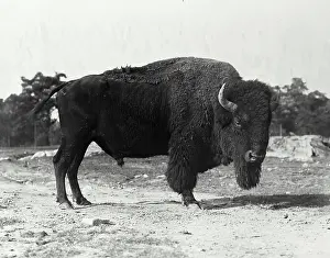 Horned Prints: Vintage Photograph. American Bison seen standing in enclosure