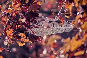 Branches Prints: Vintage Photograph. Autumn leaves and intricate spider web create a mesmerizing fall scene