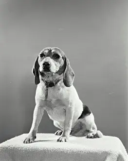 Canine Prints: Vintage Photograph. Beagle portrait. Frame 1