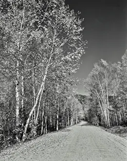 Swift Prints: Vintage photograph. Birch trees in autumn