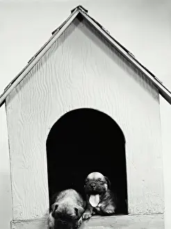 Tongue Out Prints: Vintage Photograph. Boxer pups in Dog House